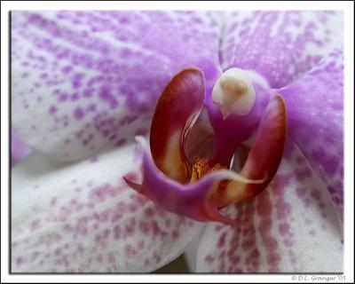 u42/stl_don/medium/40644673.Orchid_dsc7898.jpg