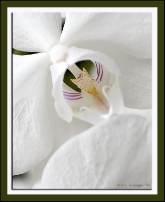 Orchid_dsc7915.jpg