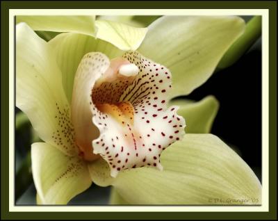 Orchid_dsc7923.jpg