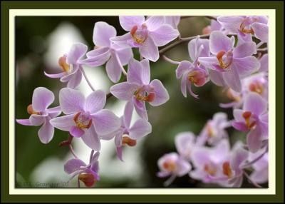 Orchid_dsc7925.jpg