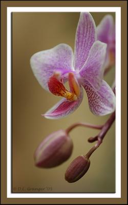 Orchid_dsc7943.jpg