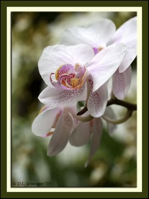 Orchid_dsc7951.jpg