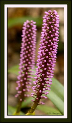 orchid_dsc7881.jpg