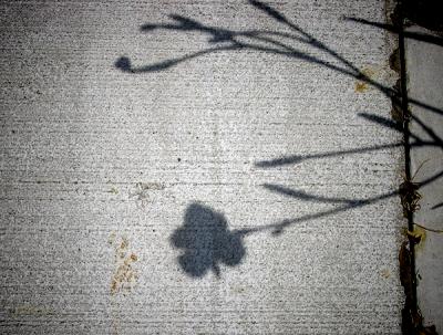 flower shadow s45 031203.jpg