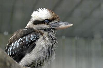 kookaburra 10d 100803.jpg