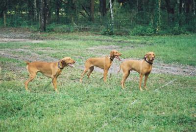 Three dogs waiting for their turn to find a bird