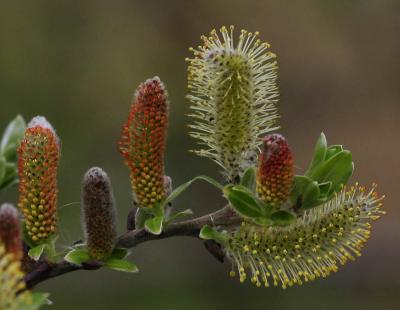 3-23 p willow 5469.jpg