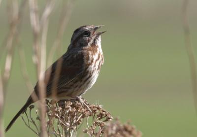 3-29 sparrow sing 5930.JPG