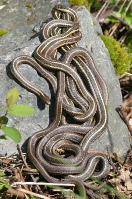 3-31 snakes  6121.jpg