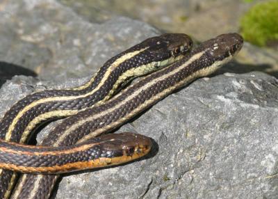 3-31 snakes 6124.jpg