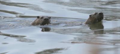 3-31 otters  e 6057.jpg