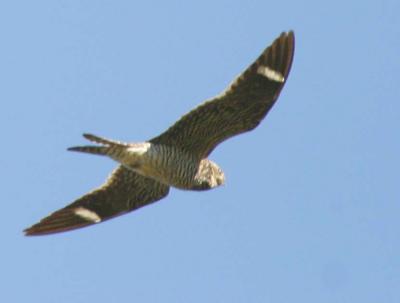9-21 N hawk  e 1511.jpg