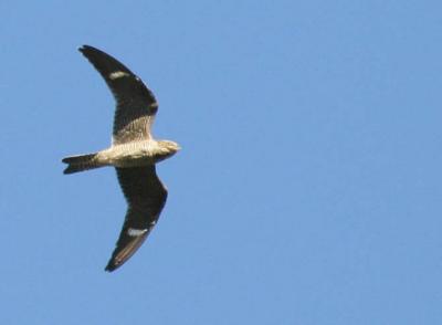 9-21 N hawk e 1529.jpg