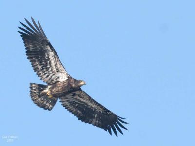 2-8 eagle 5627.jpg