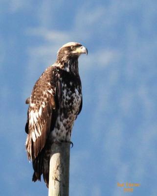 2-11 eagle 5936.jpg