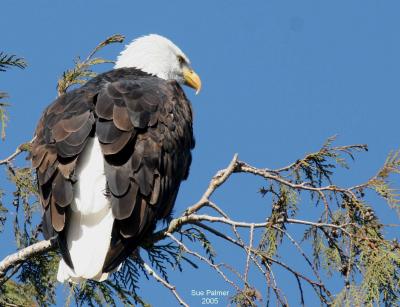 2-11 eagle 5993.jpg