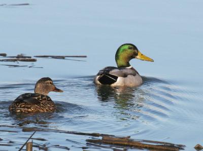 2-11 mallard pair 5854.jpg