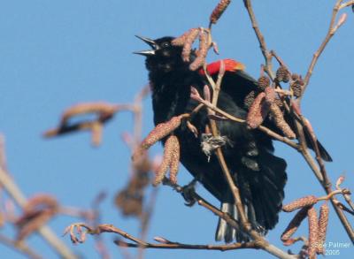 2-11 rw b-bird 5823.jpg