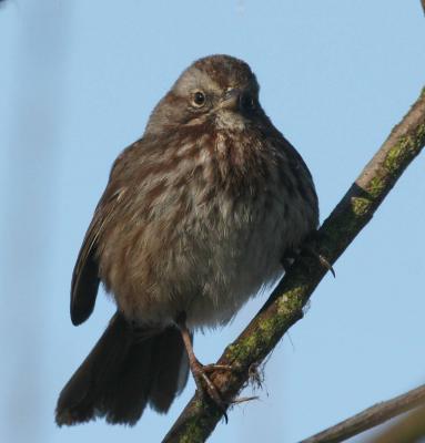 2-11 sparrow 5848.jpg