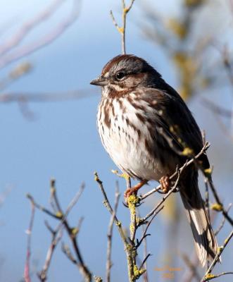 2-11 sparrow 5915.jpg