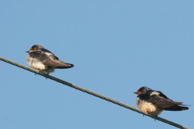 2-11 swallows 5867.jpg