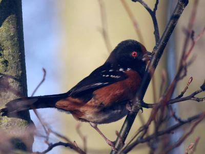 2-11 towhee 5800.jpg