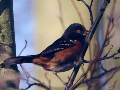 2-11 towhee  5800.jpg