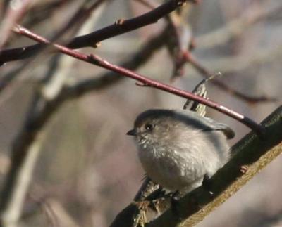 2-11 bushtit 5863.jpg