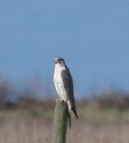 1-28 gyr 4953.jpg