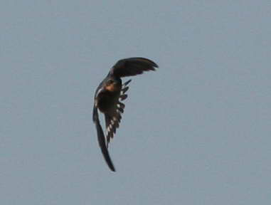 2-11 swallow 5843.jpg