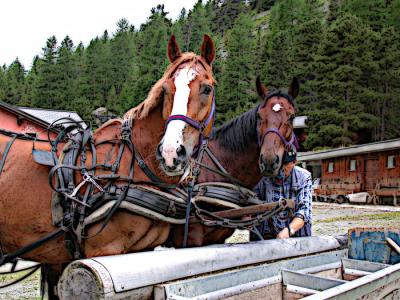 Our Trusty Carriage Team