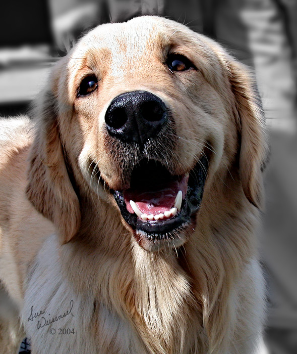 Happy Pooch