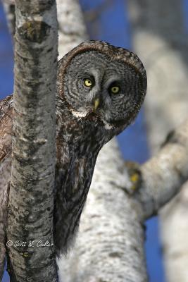 Great Grey Owl