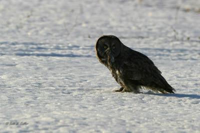 Great Grey Owl