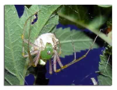 Green Lynx Spider.jpg