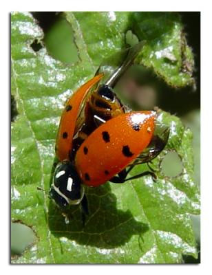 Ladybug 2.jpg