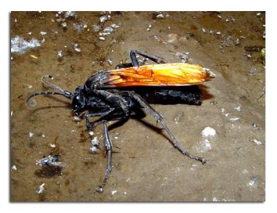 u42/tammie_and_russ/medium/35983159.TarantulaHawk.jpg