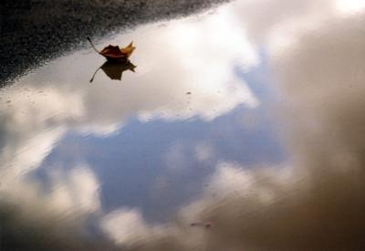 Life in a puddle