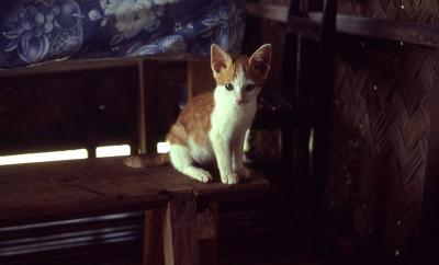 Maggie, our bat-eared Palawan cat