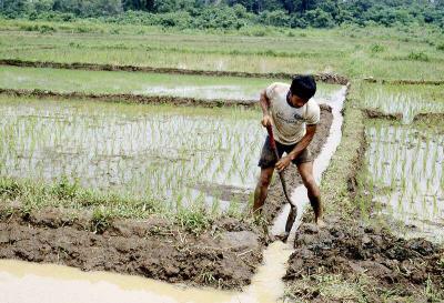 Irrigated rice -- Rudy repairing water canals