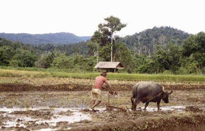 Irrigated rice -- land preparation