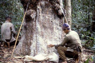 Collecting Manila copal