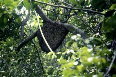 Galon is going to collect honey from a bee hive high in the trees