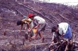 Planting rice in a burned swidden field