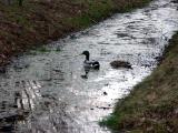 Spring Mallards