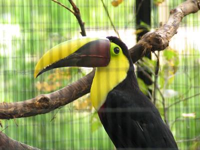 Toucan