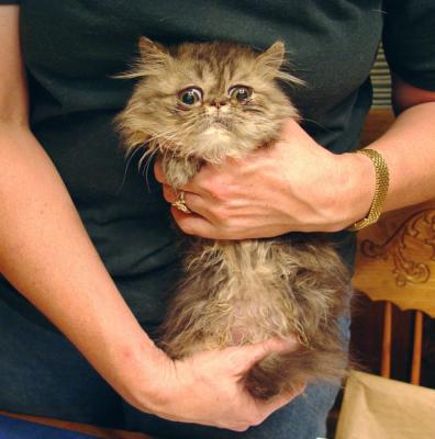Rescued Persian Cats (six kittens?)