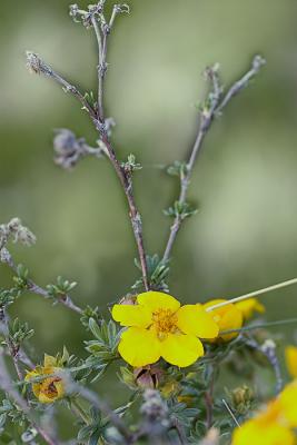 Potentilla_1107.jpg