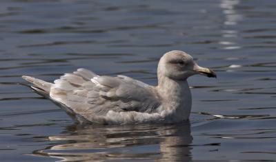 Glaucous-winged Gull, second winter