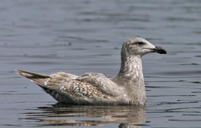 Glaucous-winged Gull, first winter